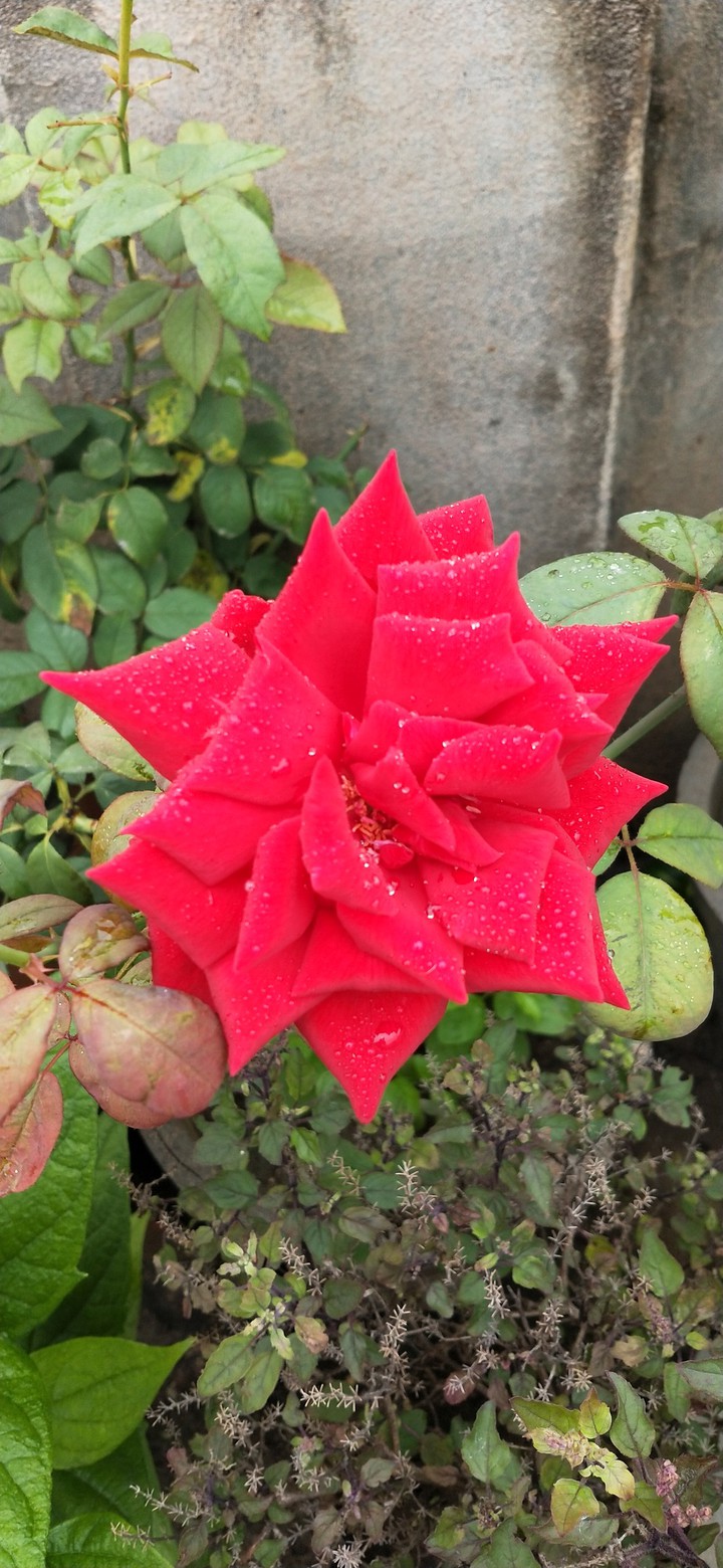 Nature Beauty