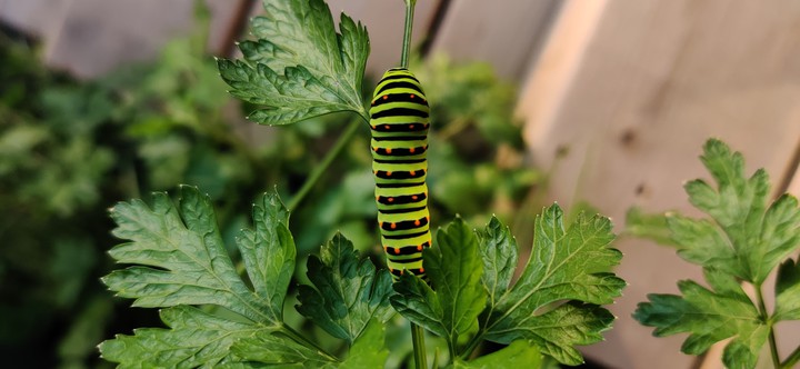 caterpillar
