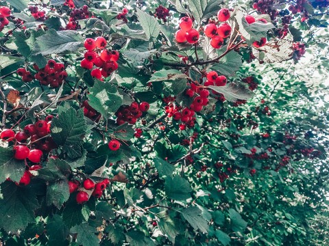 red in green