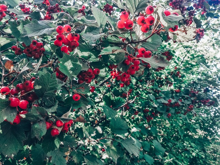 red in green