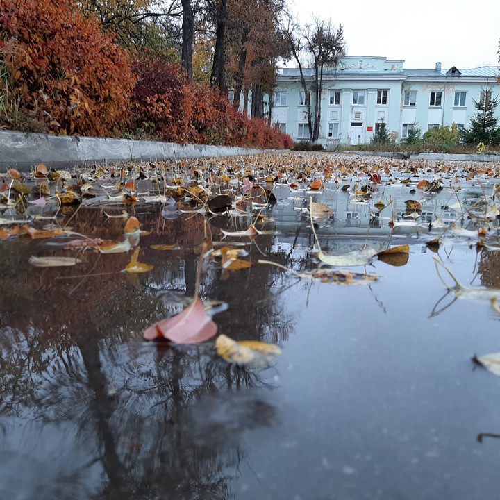 Грушевые листья