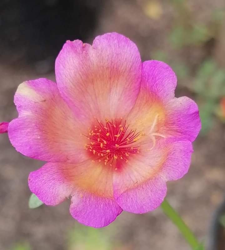 purslane