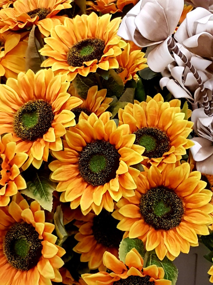 girasoli
