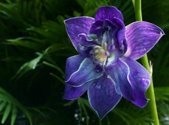 orchid