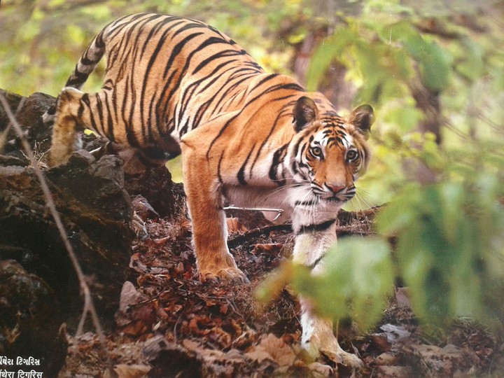 tiger