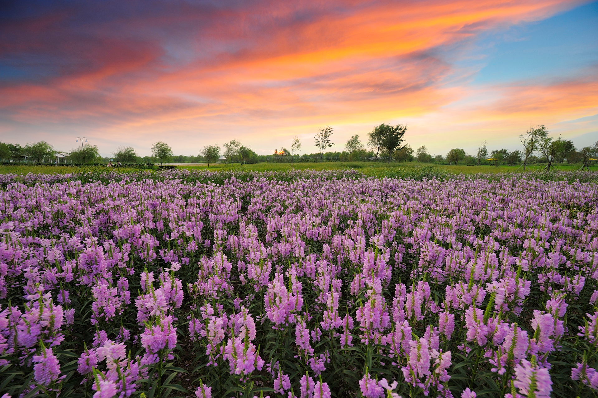 Sunset Field