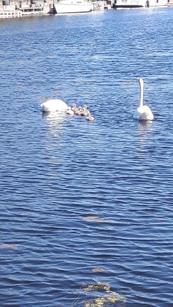 swans