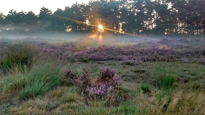 morning walk