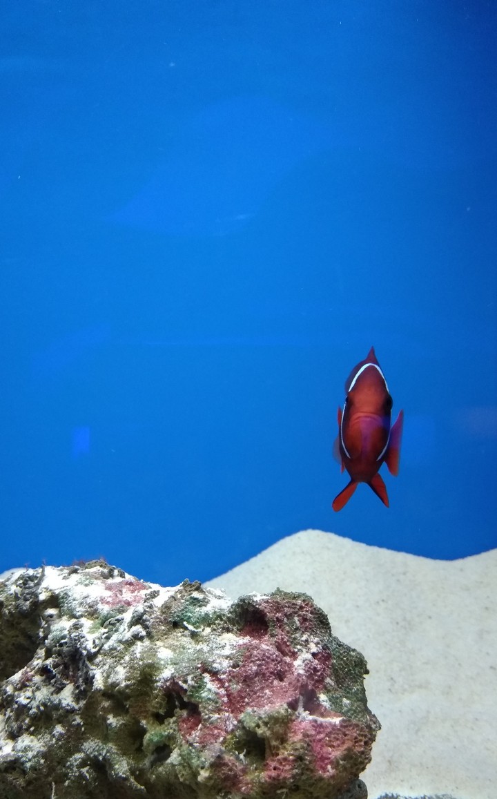 nemo eye