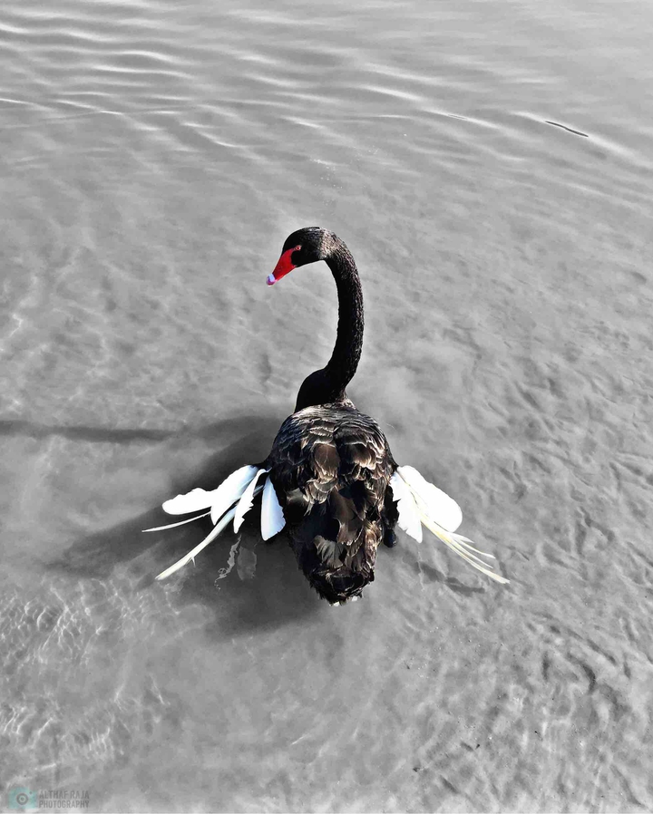 black swan