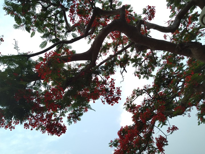 Reds And Greens