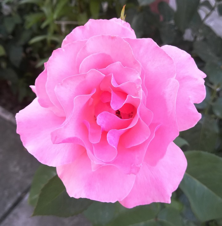 rose