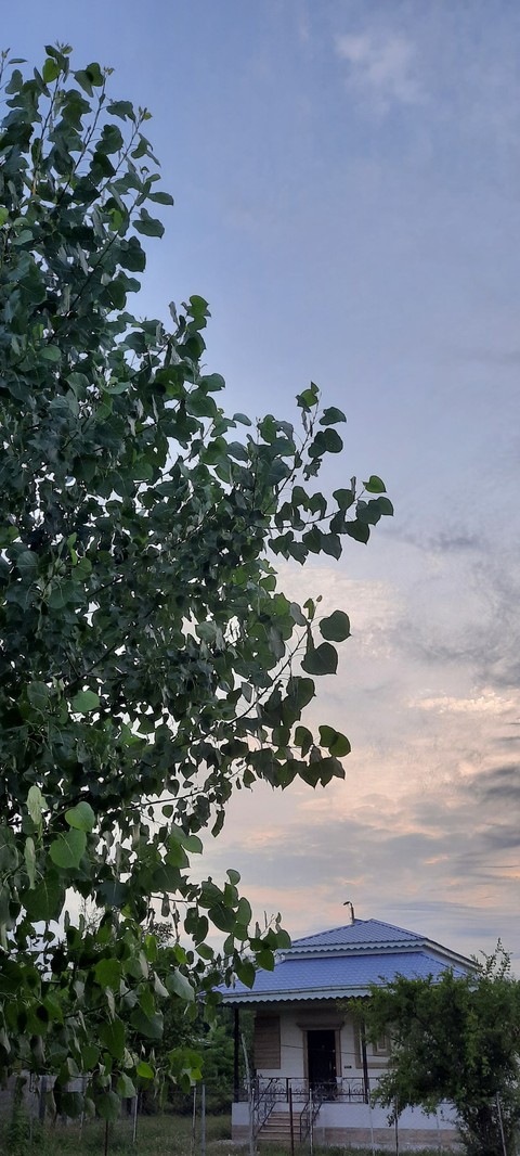 tree