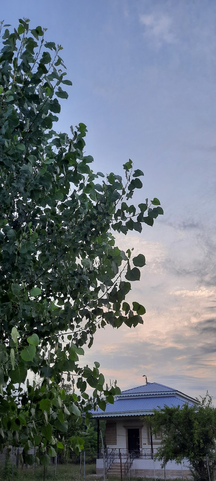 tree