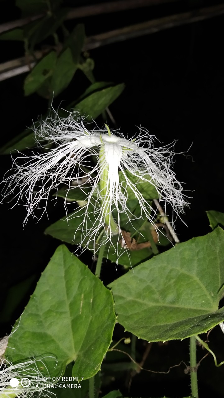 Nice flower