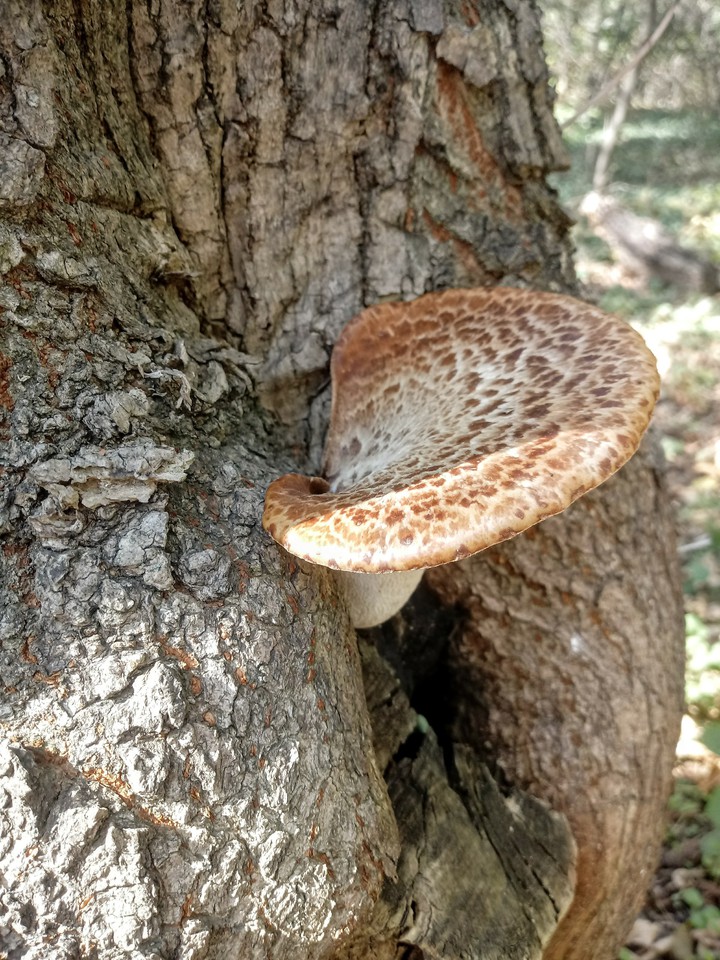 The forest mushrooms