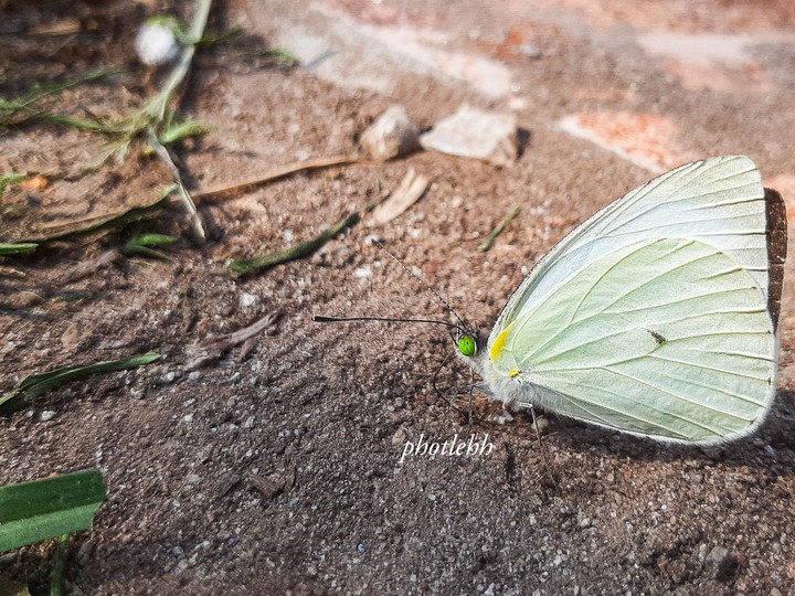 Mariposa