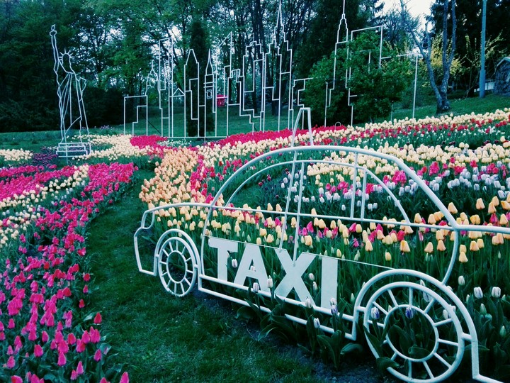тюльпаны выставка