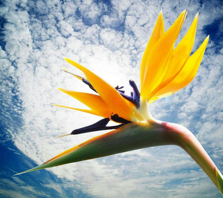 bird of paradise