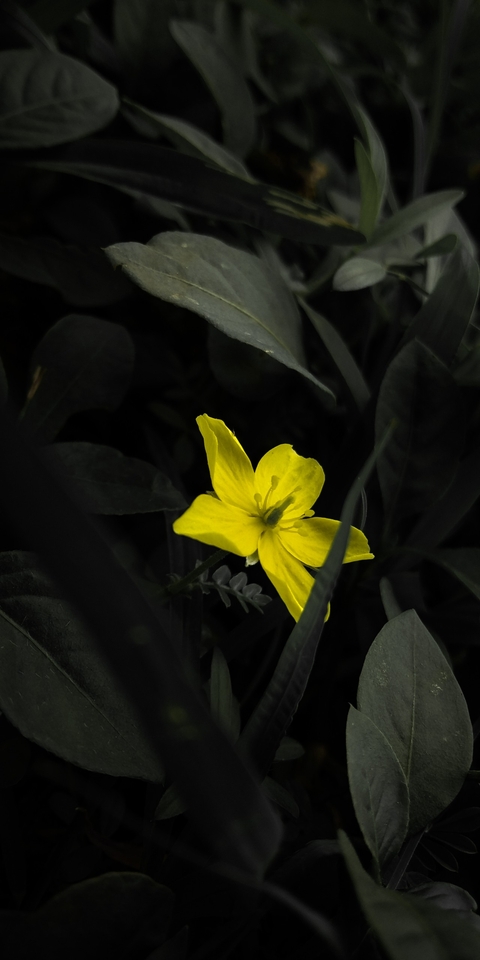 flower