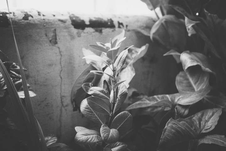 plant