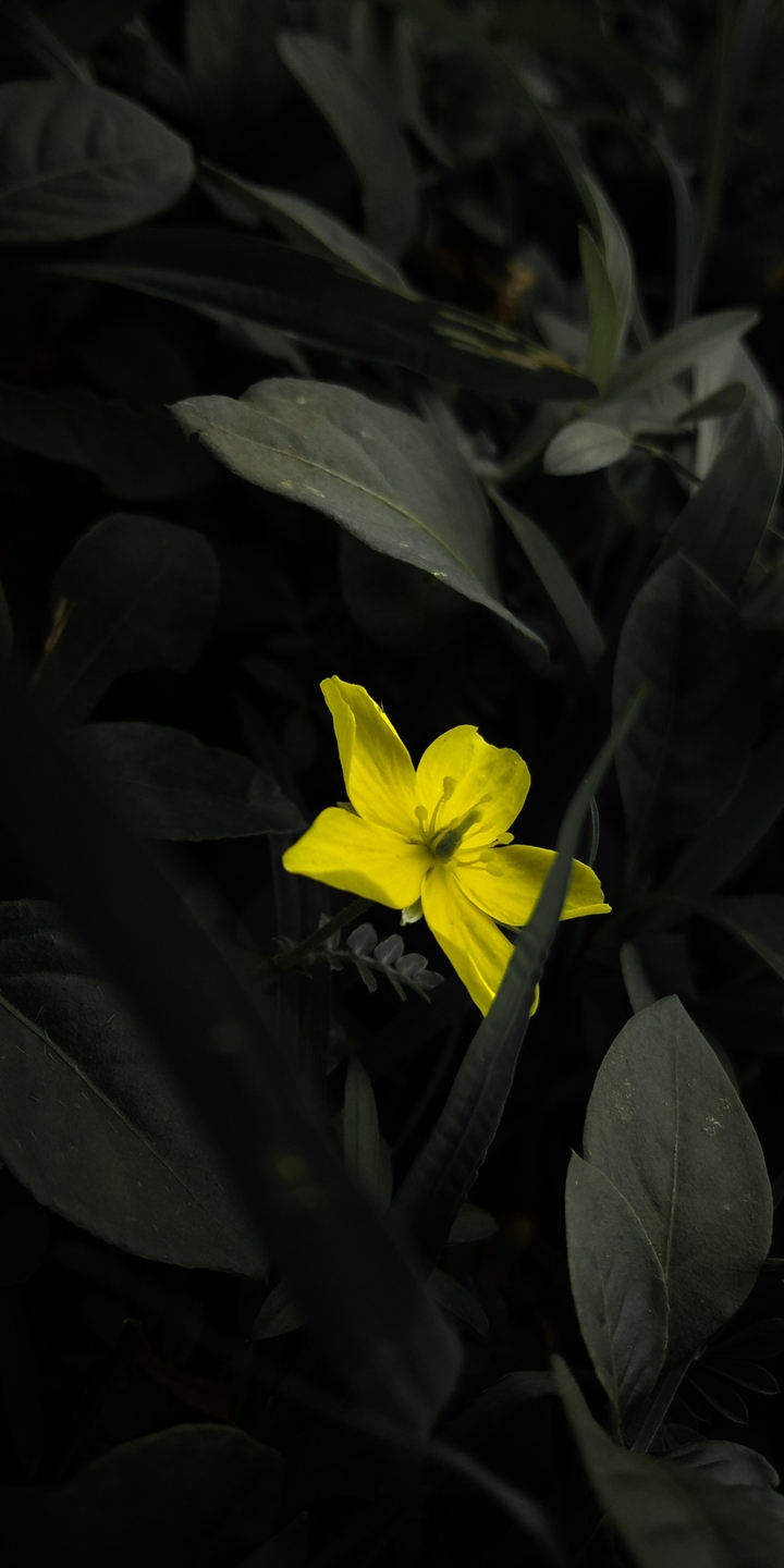 flower