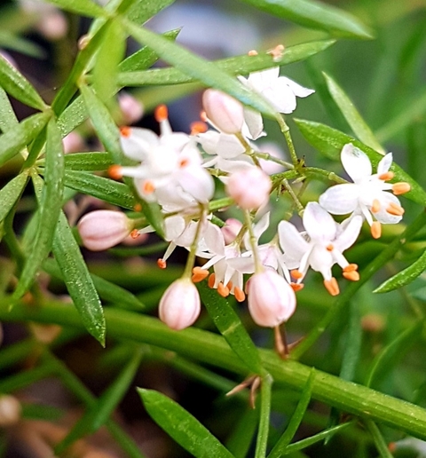 רקעים tasmannia, flower