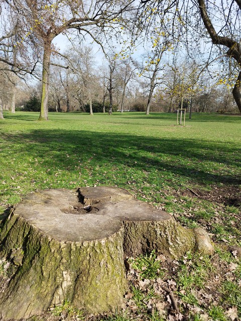 groundcover, trunk háttérképek