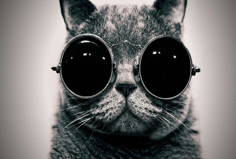 cat