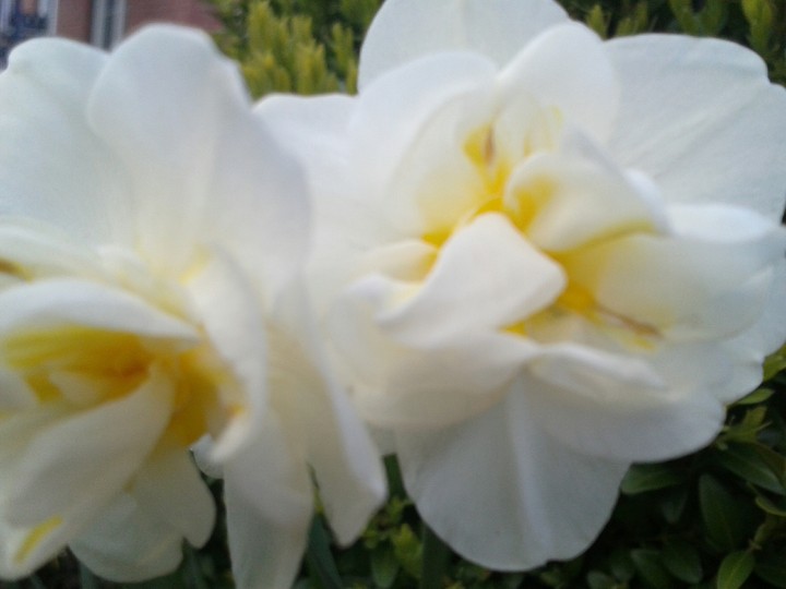 Blume