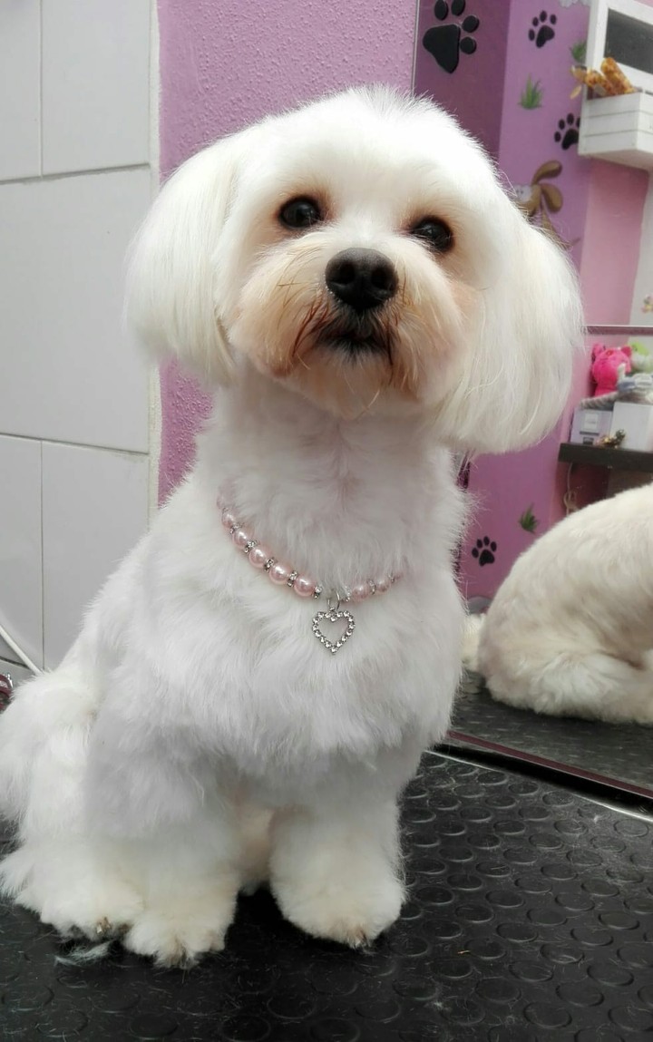Blanquita