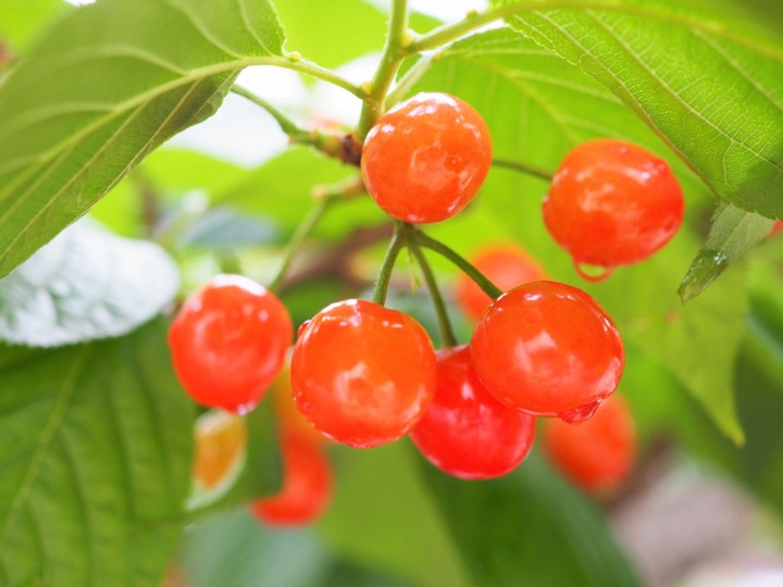 Cherry