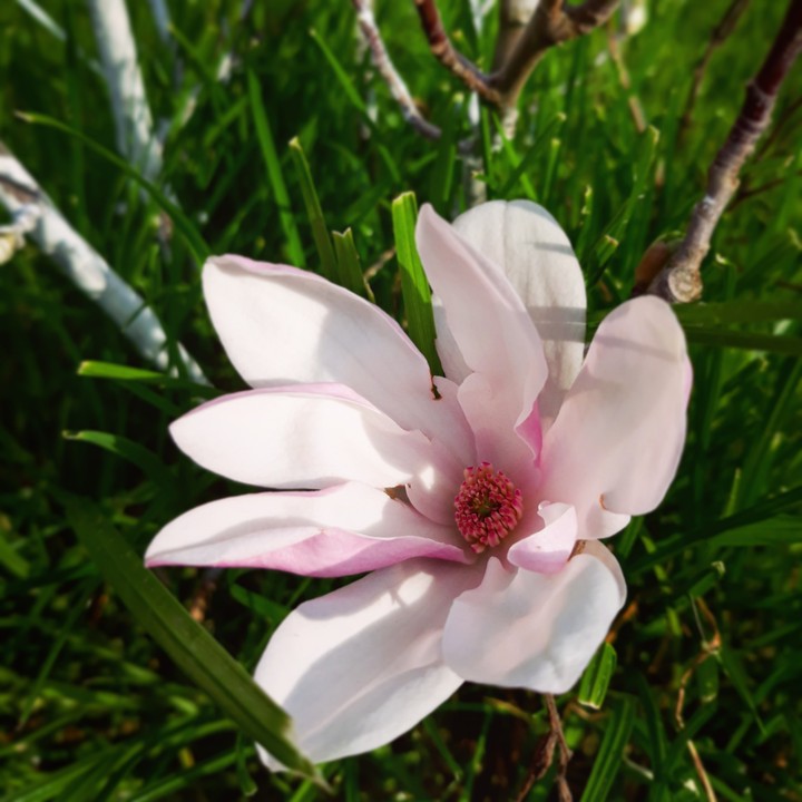 magnoliu
