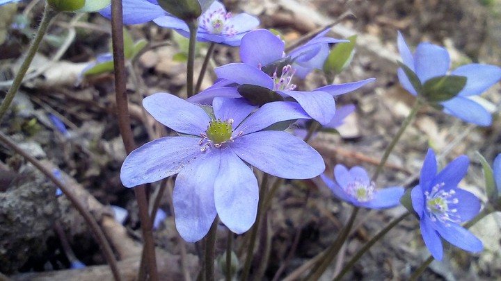 flower