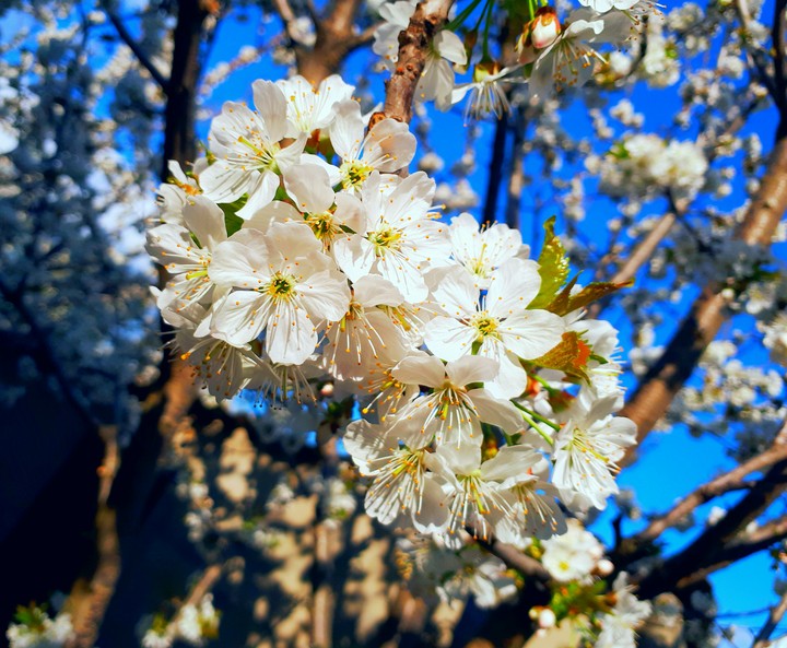 spring