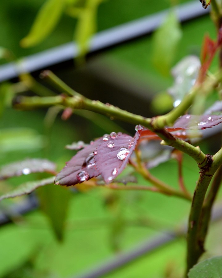 droplets