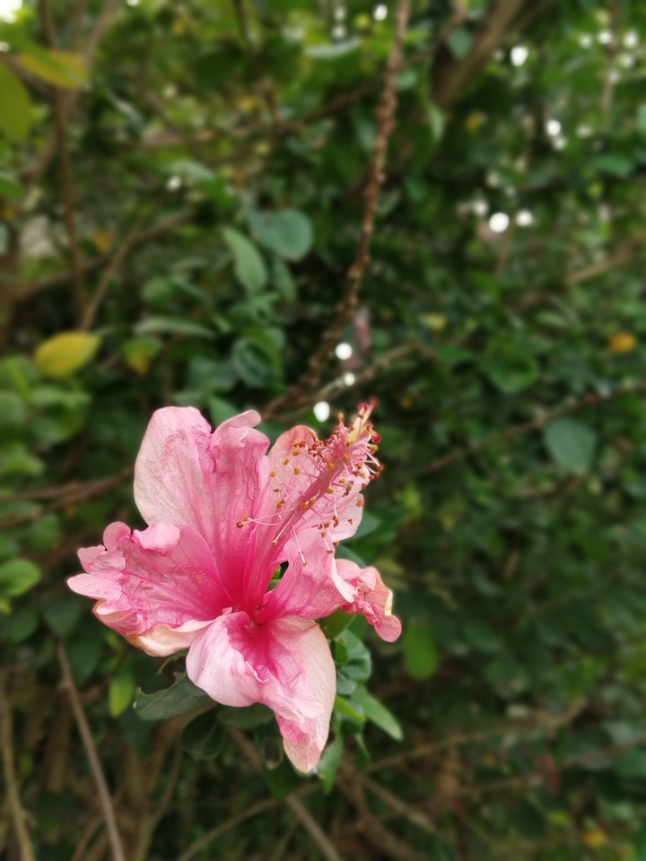 #flower