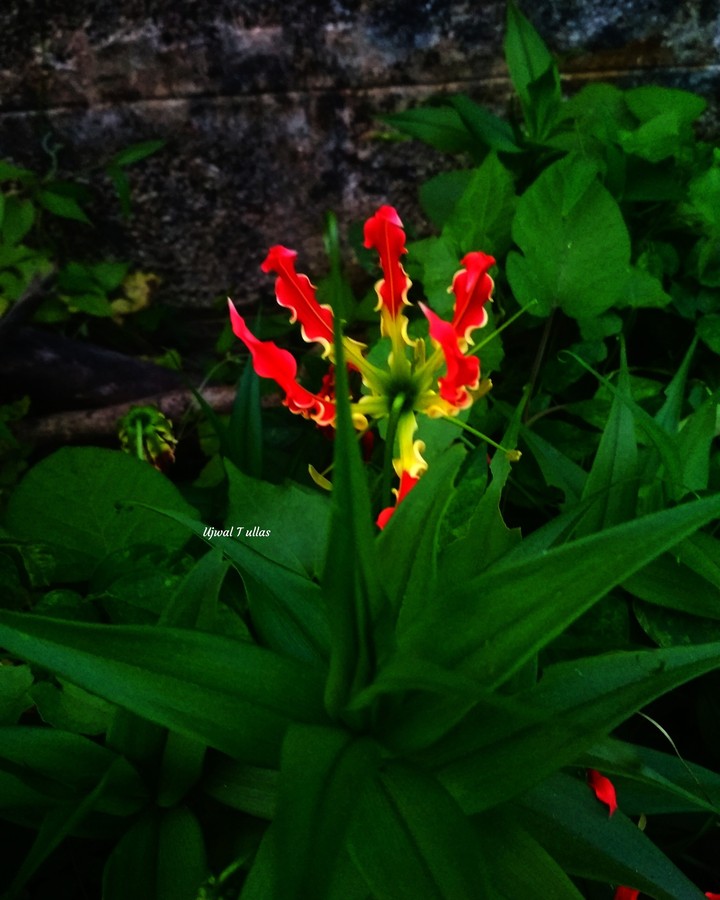 flower