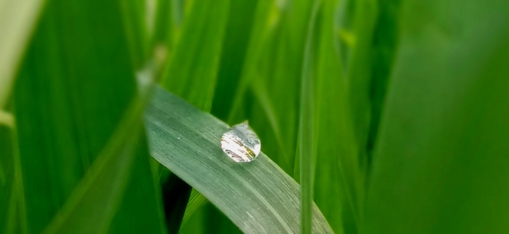 Drop of Nature
