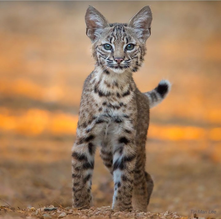 Wild cat
