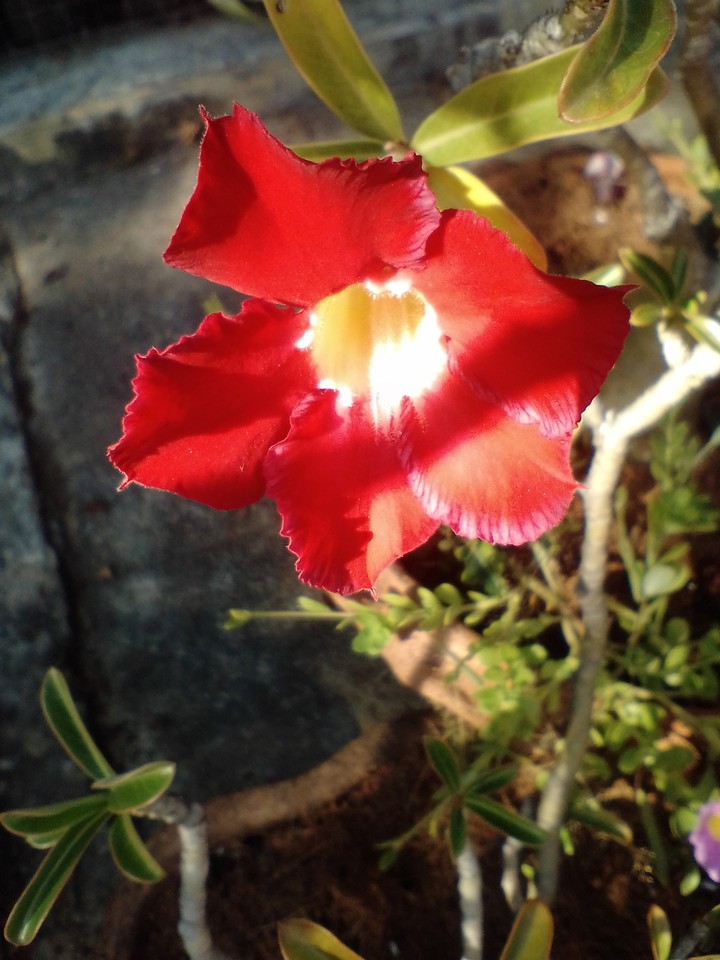 Adenium Obesum