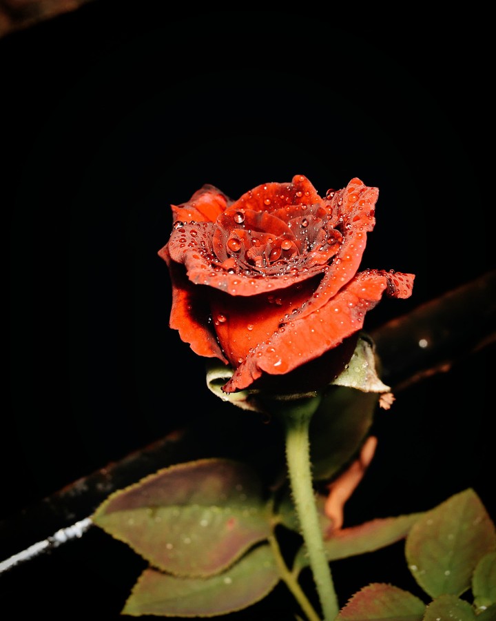 rose
