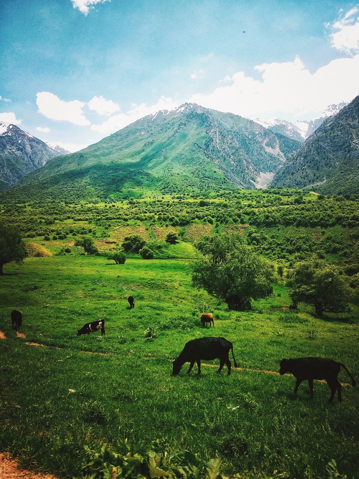 cow and mountain