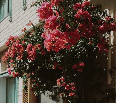обои red, flower