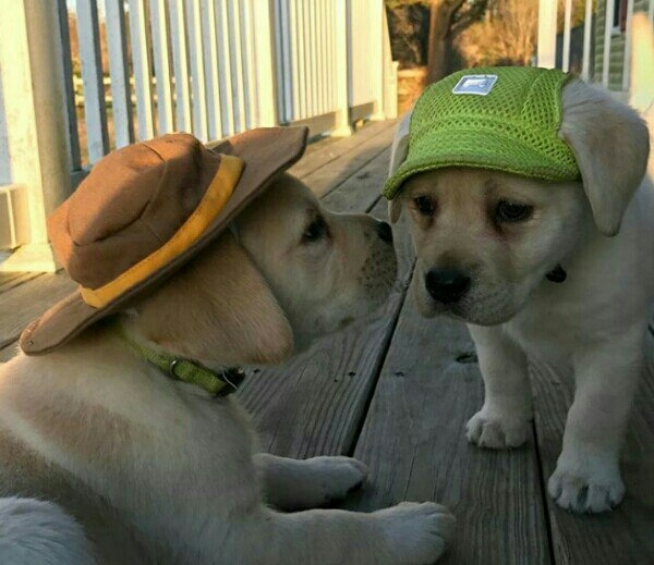 dogs