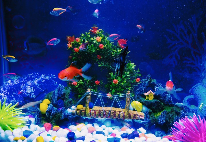 aquarium