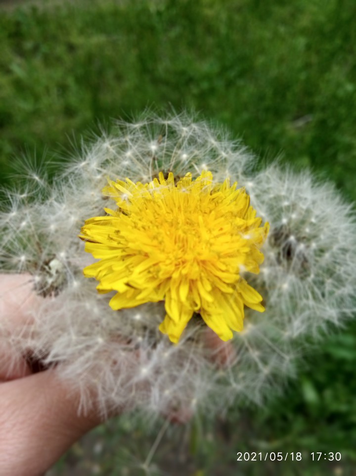Fluffy May