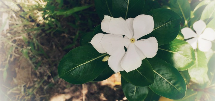 The blossoms!