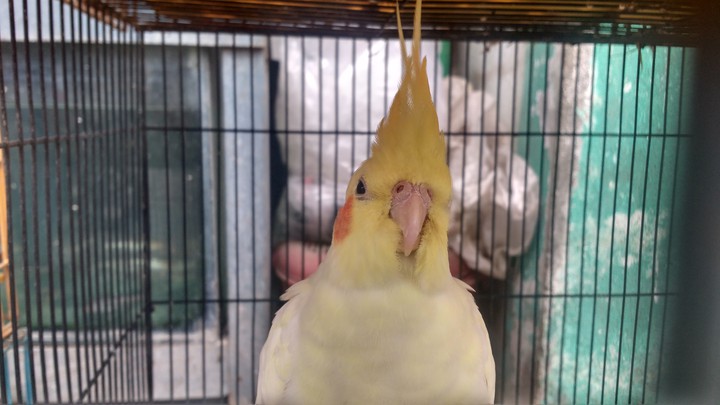 parrot