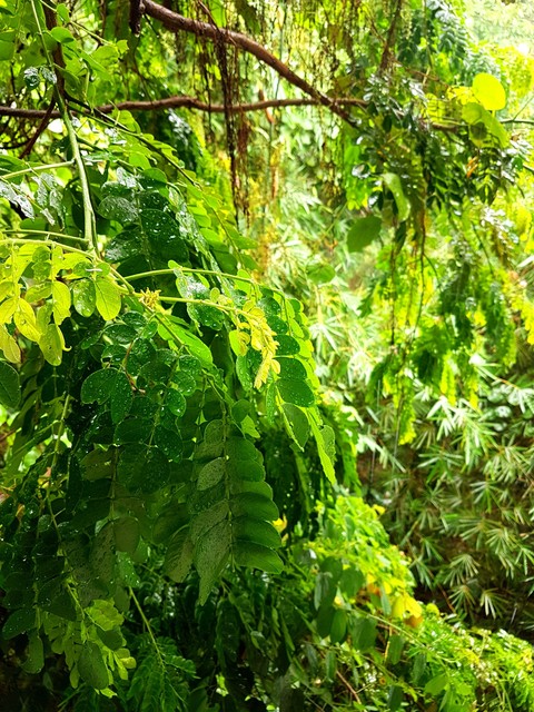 Nature